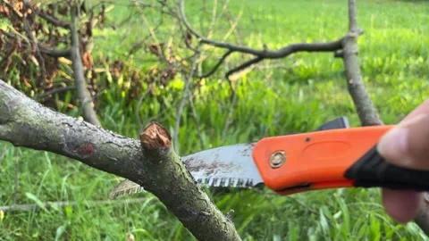 Person sawing a tree branch with a hand pruning saw in a garden. Stock Footage 342289084