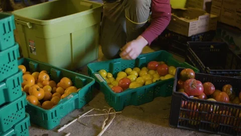 Person selecting fresh tomatoes from crate Stock Footage 87805523