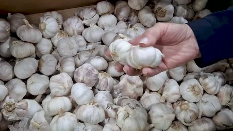 Person selecting two garlic bulbs from a produce box in grocery store Stock Footage 310742817