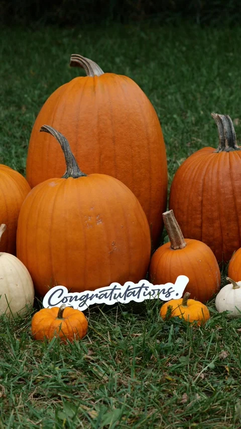 Person sets down the word Congrats on Pumpkins at a Pumpkin Patch in the Fall Video stock 323180856