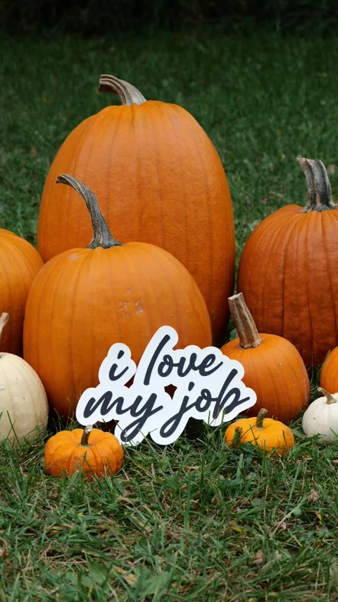 Person sets down the words I Love My Job on Pumpkins at a Pumpkin Patch in the 스톡 동영상 323180896