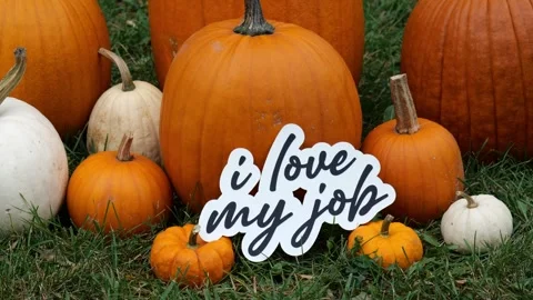 Person sets down the words I Love My Job on Pumpkins at a Pumpkin Patch in the 스톡 동영상 323181067