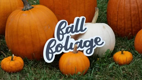 Person sets the wording Fall Foliage on a Pile of Pumpkins at a Pumpkin Patch Video stock 320767369
