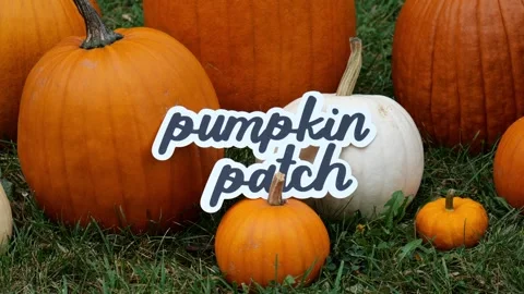 Person sets the wording Pumpkin Patch on a Pile of Pumpkins at a Pumpkin Patch 動画素材 321946855