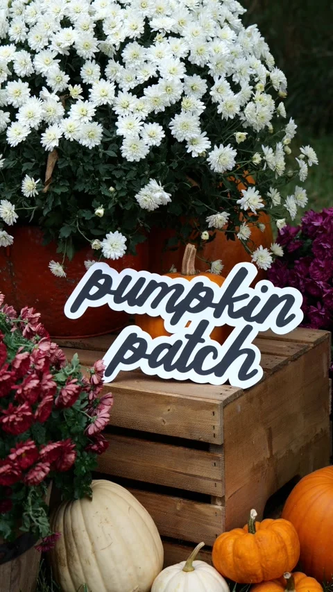 Person sets the wording Pumpkin Patch on a wood crate surrounding by pumpkins Vídeos de archivo 322102614