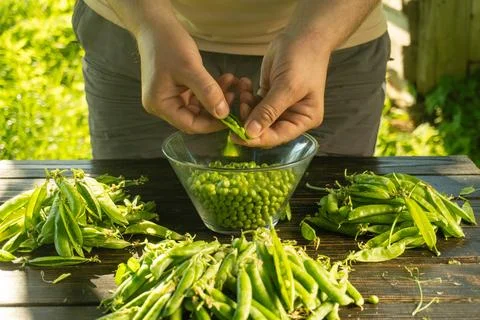 A person shells peas from pods using hands while sitting at a wooden table .. Stock Photos