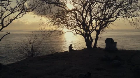 A person sits beneath a tree by a grave at island Bali Video stock 288738067