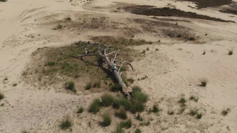 Person sitting on tree in the dunes with camera going in circles zooming out Stock Footage 257414991