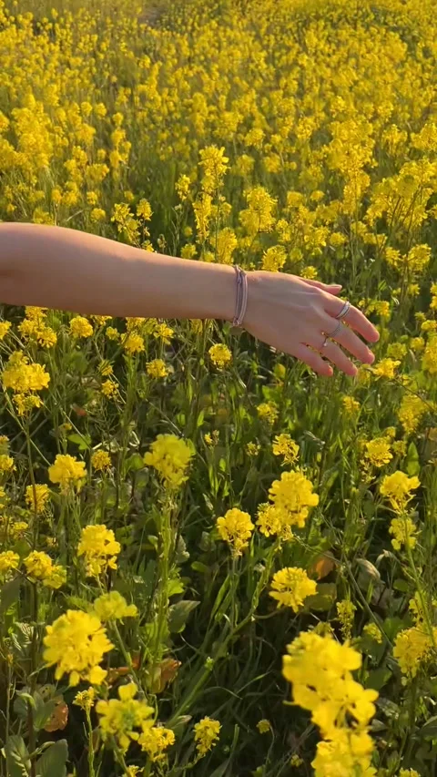 A person slowly reaching out to touch vibrant yellow flowers in a sunny field Stock Footage 286729138