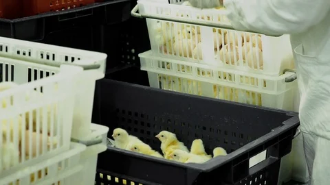 Person sorting broiler chicks from incubator with eggshell to containers Stock Footage 106222858