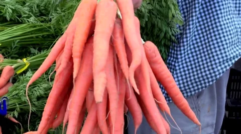 Person Sorting Carrots Stock Footage 59083988