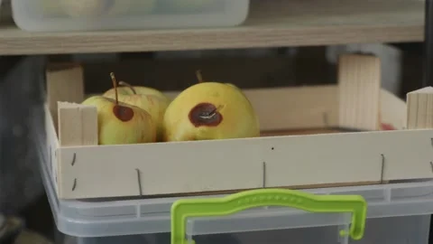 Person sorting fresh harvest and removing apples with initial rot spots int.. Video stock 344877216
