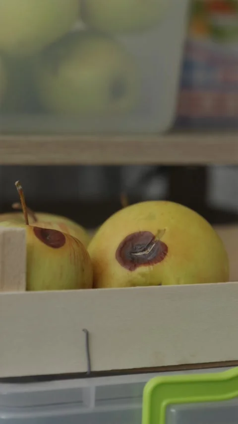 Person sorting harvest and setting aside apples with initial rot spots into.. Video stock 344877214