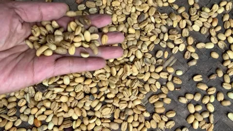 Person Sorting Raw Coffee Beans Stock Footage 342408474