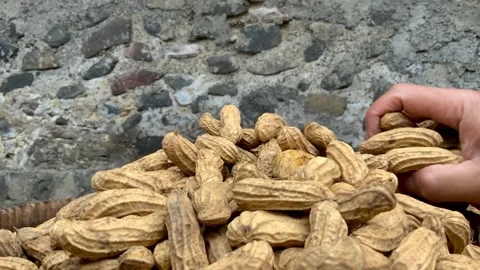 Person Sorting Raw Peanuts in Shells Stock Footage 342409507
