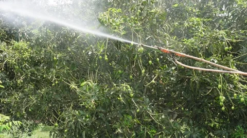 Person Spraying Water Vidéo 333961776