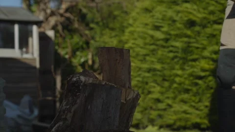 A person standing in front of a tree stump in a yard Stock Footage 301618526