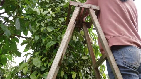 Person Standing on Ladder Pruning Citrus Tree During Orchard Maintenance Stock Footage 340301761