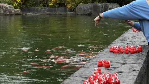 Person standing by a stone pond filled with koi carp at Katsuo-ji Temple in Stock Footage 344554464