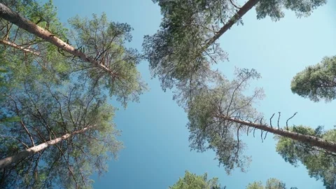 Person stepping over camera beneath tall pine trees in forest Stock Footage 343965467