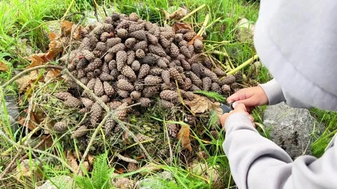Person Striking Flint Fire Starter to Light Campfire with Pine Cones Outdoors Stock Footage 344314628