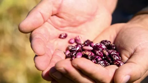 A person studies or demonstrates beans grown in a farmer's field. Видео 331206465