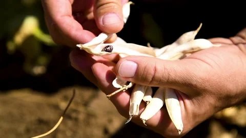 A person studies or demonstrates beans grown in a farmer's field. Video stock 339765585