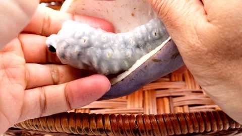A person taking out an akebi fruit. Stock Footage 335588368
