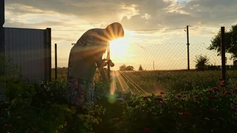 A person is tending to flowers in a garden during sunset. The sun casts rays Stock Footage 339892353