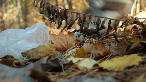 Person throwing plastic bag on the ground in autumn forest Stock Footage 120279832