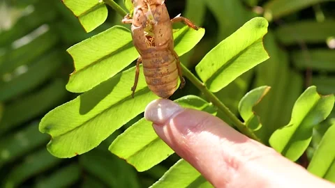 Person Touching a Cicada Exoskeleton Shell on a Green Fern Leaf Stock Footage 325691880
