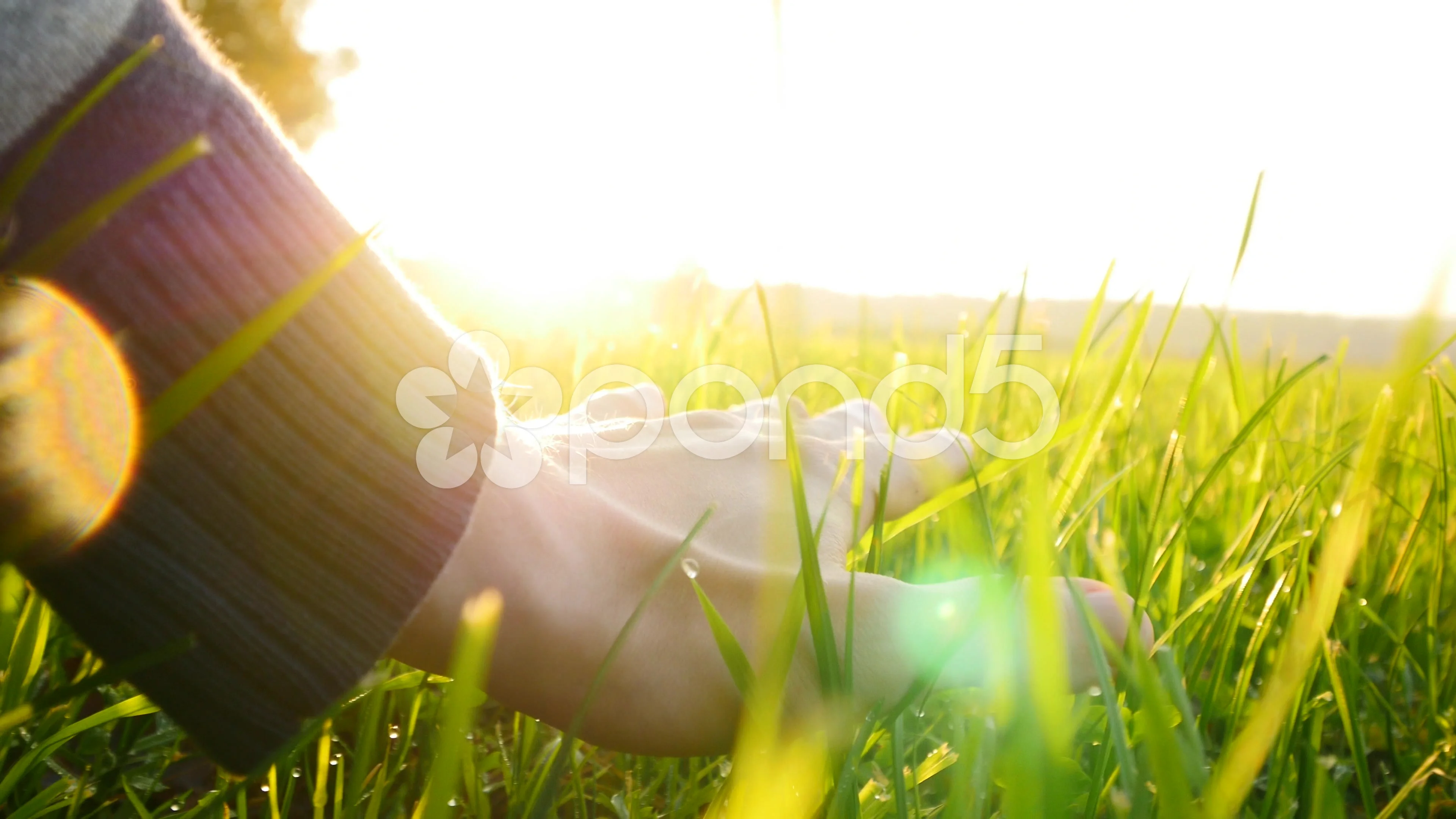 Person touching grass - Stock Image - F012/0423 - Science Photo Library