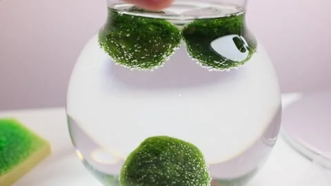 Person Touching Marimo Moss Balls in Glass Jar Green Algae Pet Care and Eco 库存影片 335779802