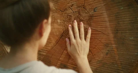 Person touching the rings of a large tree stump with curiosity Stock Footage 306762694