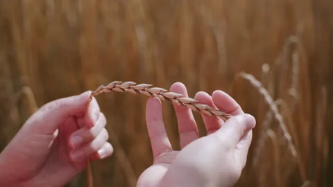 Person touching a spike of wheat Stock Footage 130389152