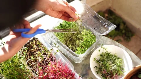 A person is trimming houseplants using scissors on a table Stock Footage 267316580