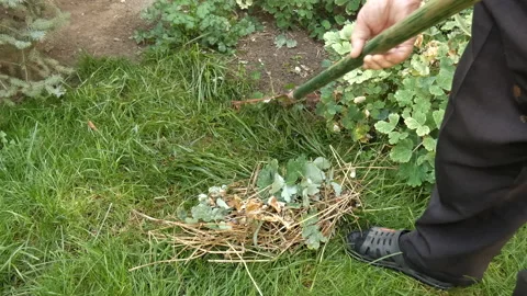 A person uses a rake to pick up dried plant stems from the lawn Stock Footage 161421690