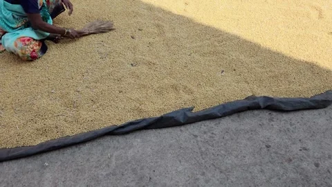 A person using a broom sorting soybeans spread out 库存影片 318943567
