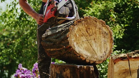 Person using a chainsaw to cut a large tree trunk outdoors, with sawdust flying Stock Footage 276709631