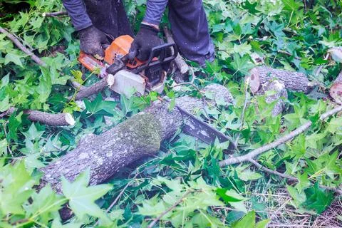 Person using chainsaw to cut tree branches in forest Stock Photos