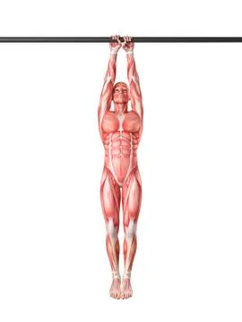 Person using chin up bar Stock Illustration
