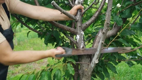 Person using a hand saw to cut a branch from a tree in a lush green garden, Stock Footage 339633779