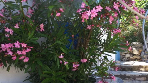 A person using a hose pipe to water plants in the garden. Stock Footage 244842685