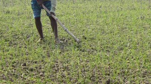 Person using a manual weeder Stock Footage 326306713