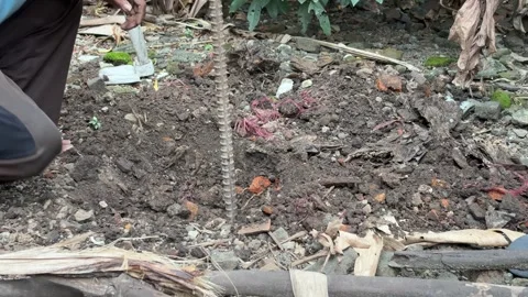 A person using a metal crowbar to dig into the ground in an outdoor Stock Footage 312587059