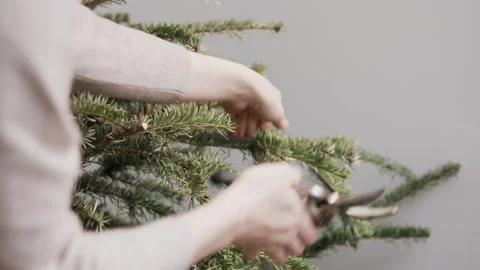Person using pruning shears to cut dry branches of a fir tree Stock Footage 327500883
