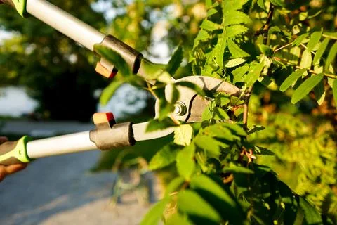 Person using pruning shears to cut the stem of the tree. Gardening. Stock Photos