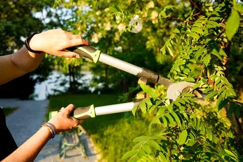 Person using pruning shears to cut the stem of the tree. Gardening. Stock Photos