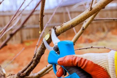 Person using pruning shears to trim tree branches during early spring season Stock Photos