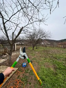 Person using pruning shears in a winter garden for tree maintenance Stock Photos